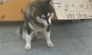 铲屎官带阿拉斯加在街上行乞，狗狗一本正经地坐下来，但是过路人都说主人太无耻了
