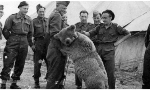 世界上唯一在军队服役的熊能喝啤酒会抽烟,主要工作就是搬炮弹