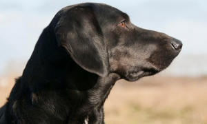 为何黑色的拉布拉多犬不受待见？