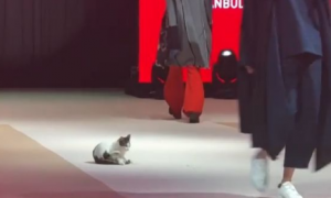 土耳其时尚秀出现未受邀猫咪嘉宾 超专业走台步