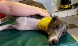 宠物狗为宠物血站献血6年，血量超过1万毫升，被誉为“超级明星”