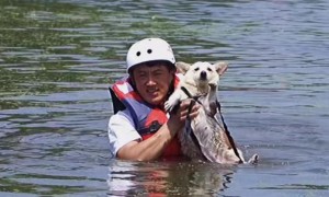 狗命也是命！河南新乡救援力量只顾救人，引发爱犬组织强烈不满