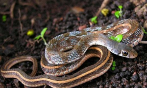 印度救蛇人试图吻蛇 反遭蛇吻致死