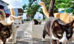 猫占领了人类大城市！数十万猫暴露街头，人们束手无策