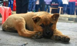 城市限养的6种犬，中华田园犬也在内，你的小狗有没有中招了没有？