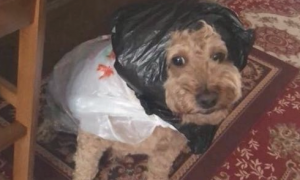 姥姥怕小泰迪被淋雨湿，因此用塑料袋干了件雨衣，沙特阿拉伯狗狗？