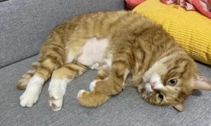 猫咪也会得脂肪肝？脂肪肝会出现什么症状？