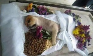 宠物殡葬问题 | 宠物殡葬行业问题多 宠物墓地回避资质问题
