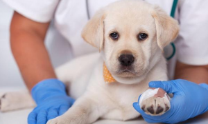 狗狗患上肠胃炎该怎么办？转好的预兆有什么？