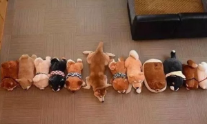 主人买了一堆柴犬玩偶，结果柴犬混入其中，主人想找也找不到了