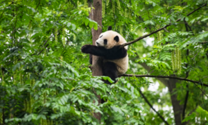 为什么大熊猫没有天敌，却仅剩两千多只呢？专家：都是它自己作的