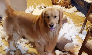 金毛把玩具里的棉花，撒得到处都是，主人回来还以为家里下雪了！