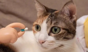速诺片——猫咪家庭必备的抗生素