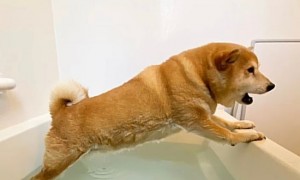 狗狗恐惧打雷躲浴缸，旁边的黑猫弟弟：不要怕我陪你！