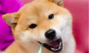 日本地震后人们悲痛，把柴犬照片放网上后，竟有改善心情效果？