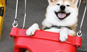 日本柴犬的冷门知识都有什么？你知道吗？