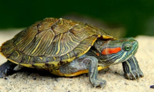 巴西红耳龟怎么看年龄？