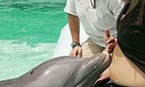 孕妇在海洋馆被海豚“献吻”受宠若惊，医生：恭喜你做了天然B超