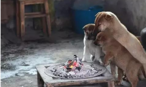 流浪狗狗聚在火炉边取暖，主人竟然这样做……
