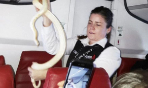 紧急迫降！亚航一航班灯箱内竟惊现一条蛇！蛇是如何“登机”的？