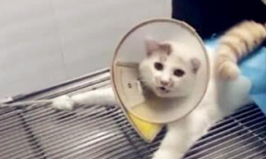 带猫咪去做绝育手术，刚开始不停地挣扎，猫咪：只能听天由命了