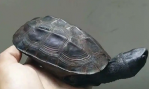 墨龟是深水龟还是浅水龟？