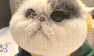 一只可爱的大脸猫，生气的时候胡子都卷成一团了，网友：我好怕怕