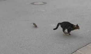 老鼠捉猫见过没？街头上演逆天闹剧 网民：现实版Tom & Jerry