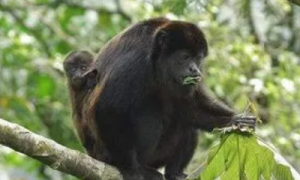 中美洲最大猴子——鬃毛吼猴