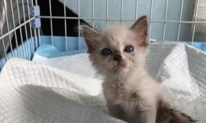 小布偶猫因病被遗弃，它自己跑到宠物医院求助，太让人心疼了