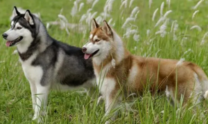 宠物狗系列之西伯利亚雪橇犬