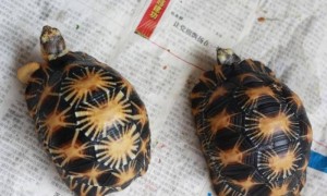 辐射陆龟能吃菠菜吗？喂养需知
