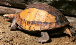 黄额闭壳龟是几级保护动物？