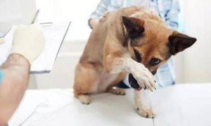 狗狗膀胱结石是怎么产生的，恢复期该怎么预防？