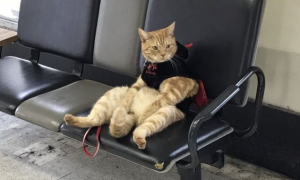 候车站上演忧郁猫咪等车记 车子怎么还不来呢
