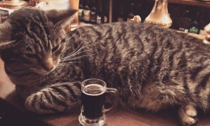 英国酒吧店里超多猫 酒客们大呼：太疗愈啦