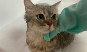 猫咪到底需要多久洗一次澡？