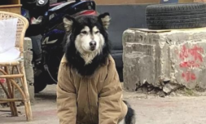 他怕狗子冷，给狗子穿了件皮衣夹克，这风格也简直了