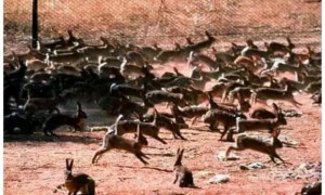 澳大利亚野兔泛滥体重近百斤，咋不吃？澳洲人：吃不过，吃不过！