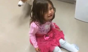 小女孩哭得声嘶力竭打扰到小狗,当它悄悄的挨近下一秒统统看哭!