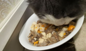 猫不吃猫粮只吃冻干怎么办？