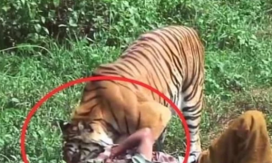 国外一女子放生老虎，5年后人虎偶然相遇，老虎直接扑上去咬住头