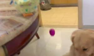 网友买了个玩具鸡，狗狗看它下蛋后吓得逃跑