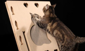 如何解决猫咪抓沙发的习惯呢？