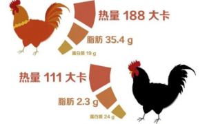 广东人用来煲汤的乌鸡，在国外居然成了网红萌宠……