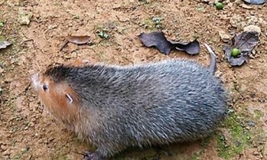 竹鼠的食性特点 竹鼠是一种单胃植食性动物