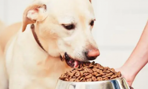 小狗对犬粮过敏是怎么回事？具体什么症状？