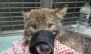 建筑工人发现狗被困在水坝 经检查发现原来是狼