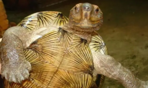 亚洲巨龟能长到多大啊？
