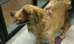 聪明的金毛，从狗贩子处逃出来，拖着伤体自己跑进宠物医院求救